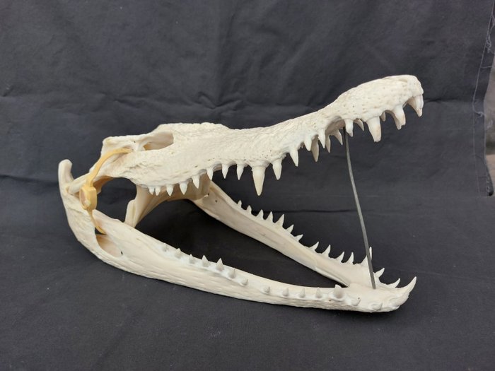 暹罗鳄鱼 颅骨 - Crocodylus siamensis (with CITES Tag) - 15 cm - 11 cm - 33 cm- CITES附录I - 欧盟附件A