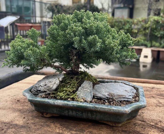 Bonsai ginepro (Juniperus) - Altezza (albero): 17 cm - Profondità (albero): 32 cm - Giappone