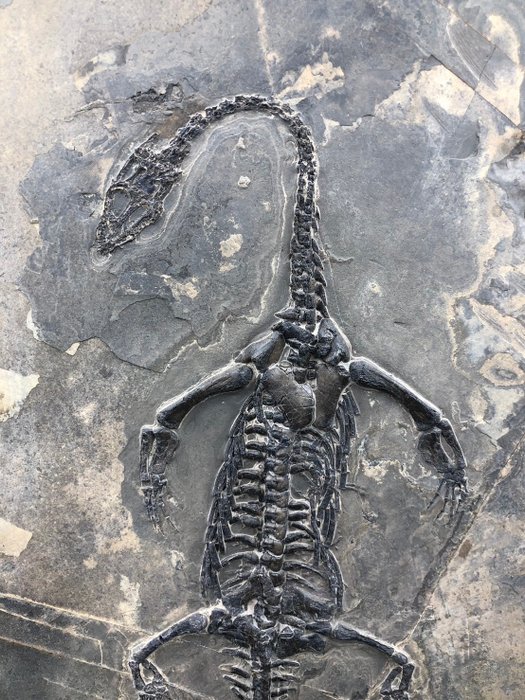 Reptilă marină - Matrice fosilă - Keichousaurus sp. - 30 cm - 20 cm