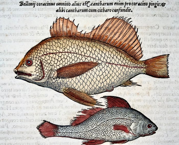 Conrad Gesner [Konrad Gessner] 1516-1565 - Galjoen, Coracinus fish, marine life, folio with 2 woodcuts - 1557