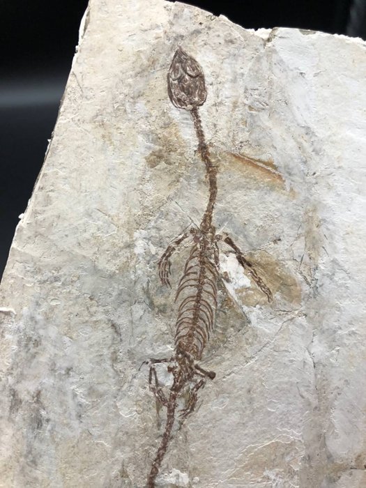 Fossiilinen matriisi - Hyphalosaurus sp. - 16 cm - 9 cm