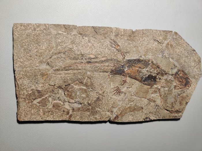 骨骼化石 - Jeholotriton paradoxus fossils from the Jurassic Early Cretaceous period, salamander fossils - 0.4 cm - 29 cm