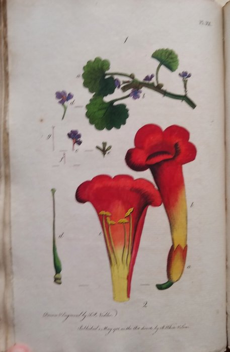 Thomas Martyn. J J Rousseau. - Thirty-eight Plates, with Explanations. + Letters on the Elements of Botany Addressed to a Lady - 1788-1802