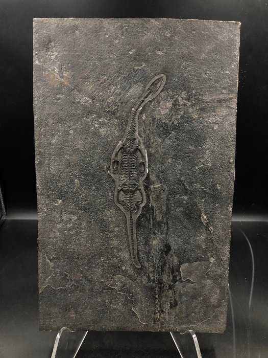 海洋爬行動物 - Fossil matrix - Keichousaurus sp. - 35.5 cm - 22.5 cm