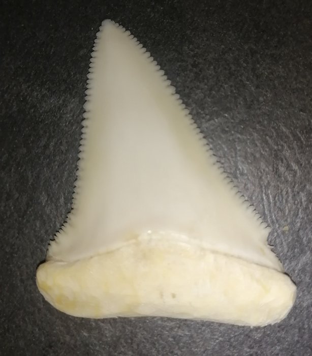 Gran tiburón blanco Diente - Carcharocles carcharias - 5.1 cm - 3.7 cm - 0.7 cm- CITES Apéndice II - Anexo B en la UE