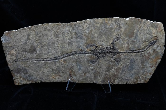 Fossil-Matrix - Hyphalosaurus sp. - 61 cm - 26 cm