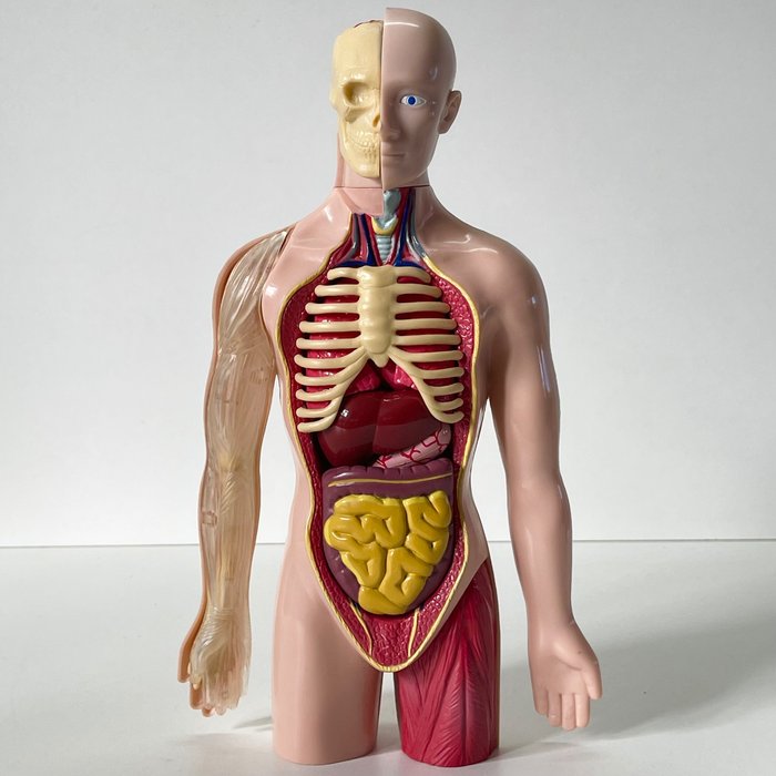 Anatomisk modell - Plast - Andre halvdel av det 20. århundre