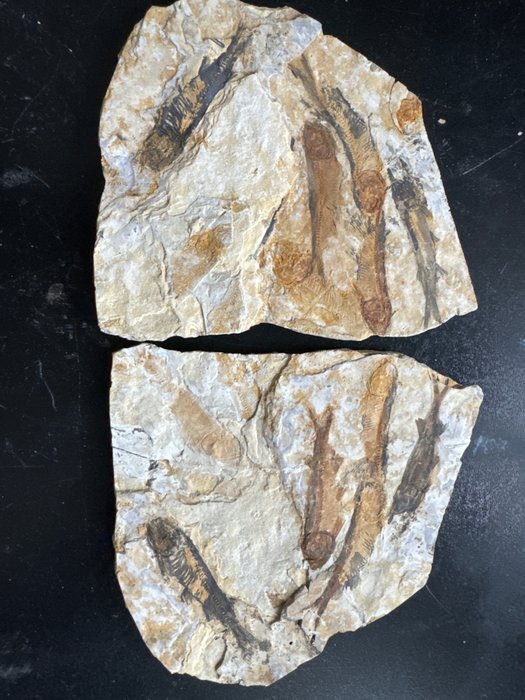 Fossil - Forstenet dyr - Lycoptera - 11.6 cm - 9.7 cm
