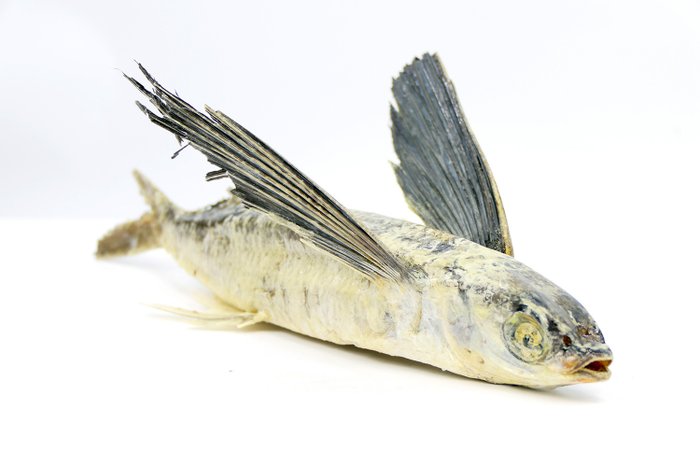飞鱼 动物标本剥制全身支架 - cheilopogon meanurus - 32 cm - 0 cm - 0 cm - 非《濒危物种公约》物种
