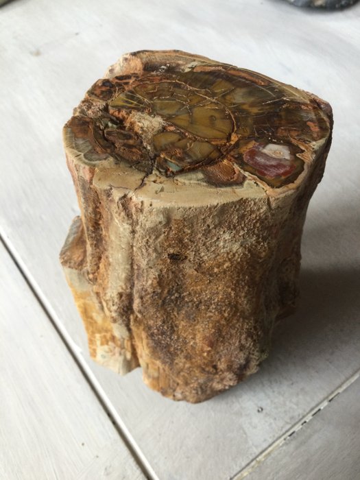 Petrified wood Freeform - Height: 13.5 cm - Width: 9 cm- 1.85 kg - (1)