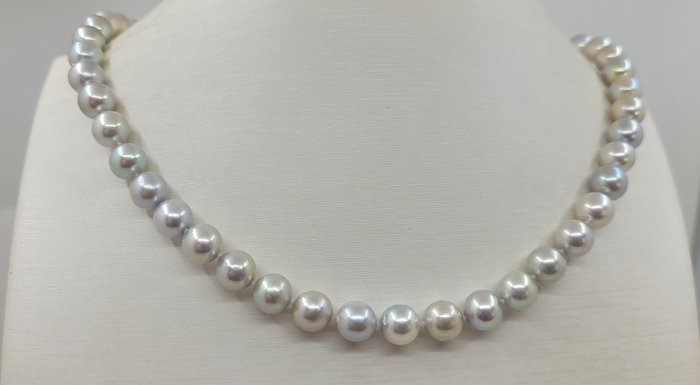 Ohne Mindestpreis Halskette - 7,5 x 8 mm silberne Akoya-Perlen 
