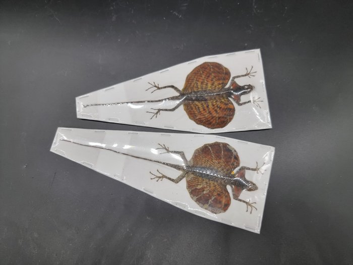 2 lagartos voladores rojos Preparación taxidérmica de cuerpo completo - Draco Volans - 20 cm - 0 cm - 0 cm - Especie no CITES