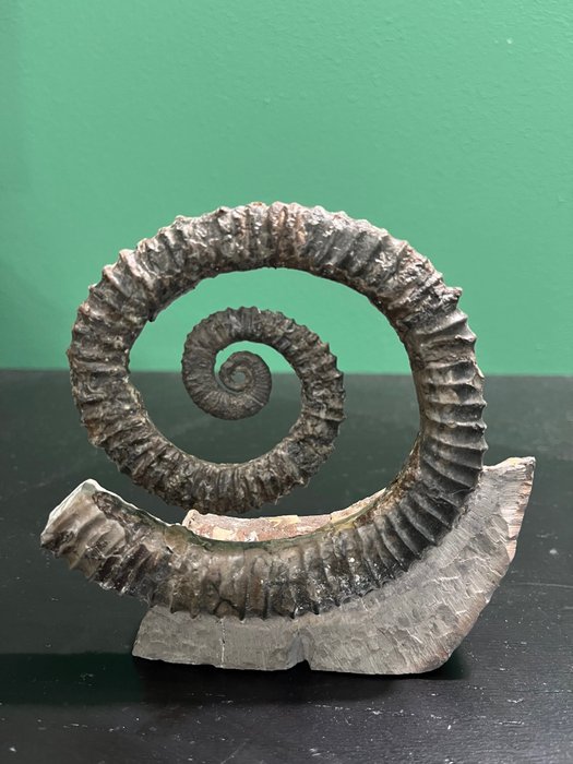 斑彩石 - 动物化石 - Aegocrioceras - 13 cm - 13 cm