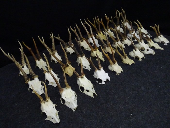 Antik őzbak koponyák gyűjteménye Koponya - Capreolus capreolus - 0 cm - 0 cm - 0 cm- non-CITES species -  (30)