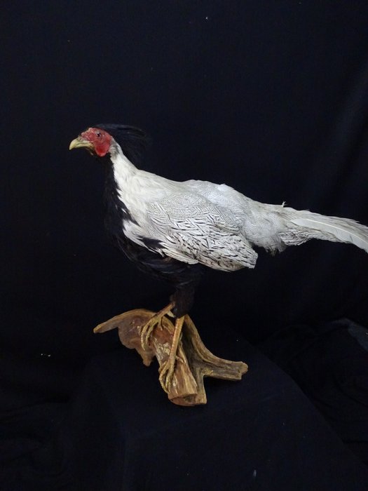 Antique Silver Pheasant - Taxidermy full body mount - Lophura nycthemera - 80 cm - 30 cm - 45 cm - non-CITES species