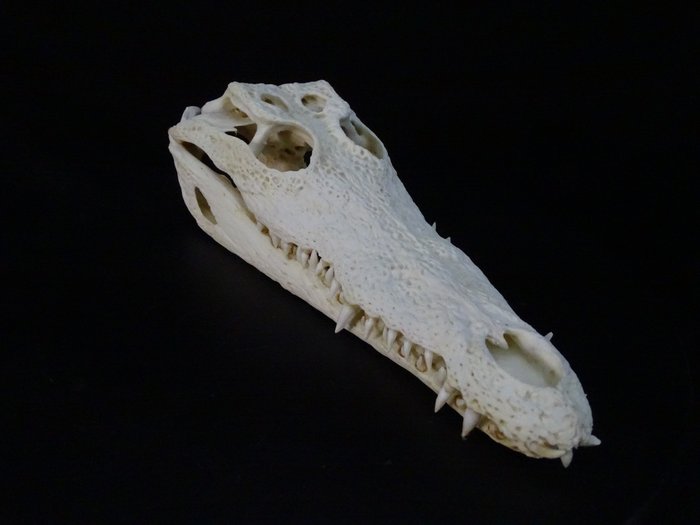 Grande crocodilo do Nilo Crânio - Crocodylus niloticus (with Import Ref.) - 0 cm - 0 cm - 33 cm- CITES Apêndice II - Anexo B na UE