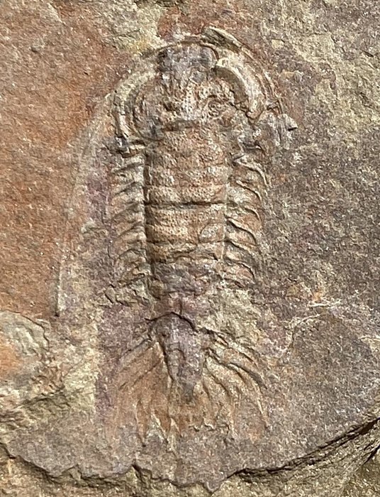 Mielenkiintoinen näyte, 100% aito. Kuva kirjassa Moroccan Trilobites - Kivettynyt eläin - Apatokephalus sp.