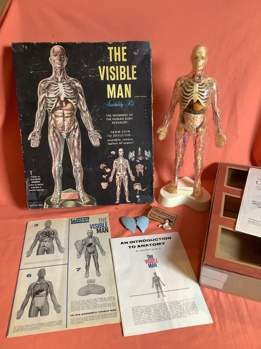 Anatomical Model - The Visible Man, 1959, Renwal USA - Kit de montagem