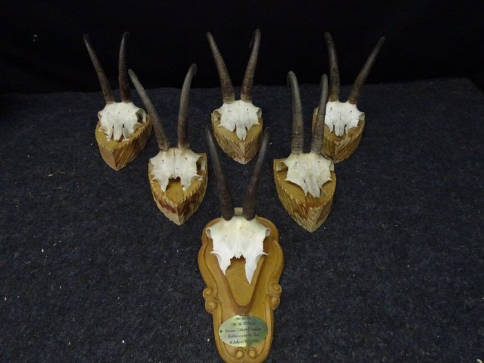 capră - Craniu - Rupicapra rupicapra - 0 cm - 0 cm - 0 cm- non-CITES species -  (6)
