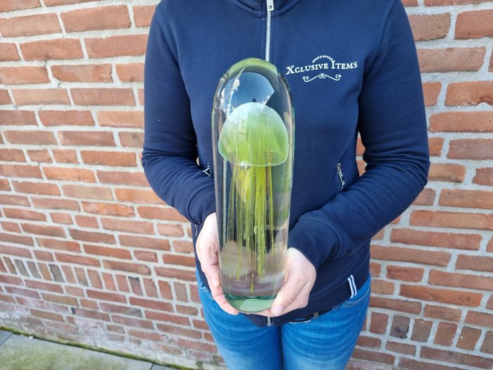 Brevpresser - XL Glass with Jellyfish - Glas