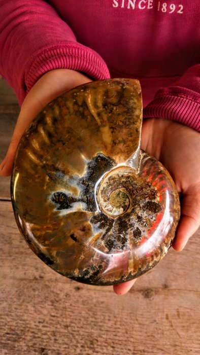 Fossil - Ammonit - Stora Cleoniceras - Fossilt skelett - 16 cm - 13 cm