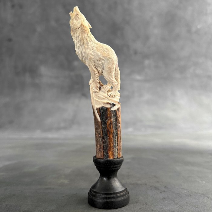 Snijwerk, NO RESERVE PRICE - A Wolf carving from a deer antler on a custom stand - 16 cm - Hertengewei - 2024