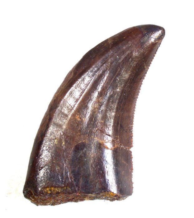 Dinozaur - Skamieniały ząb - Acheroraptor temertyorum