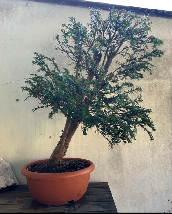 Bonsái de tejo (Taxus) - Altura (árbol): 90 cm - Profundidad (árbol): 75 cm - Japón