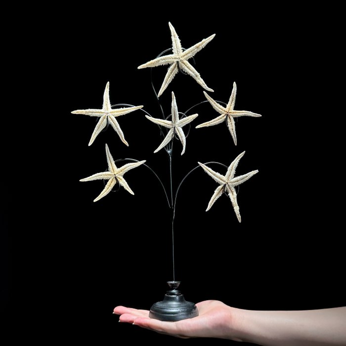 Objets maritimes - NO RESERVE PRICE - Beautiful Starfish Family on stand - - Astéroïde