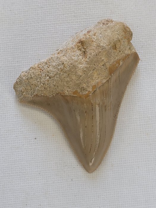 Megalodon - Fossil tann - 6.4 cm - 5.4 cm