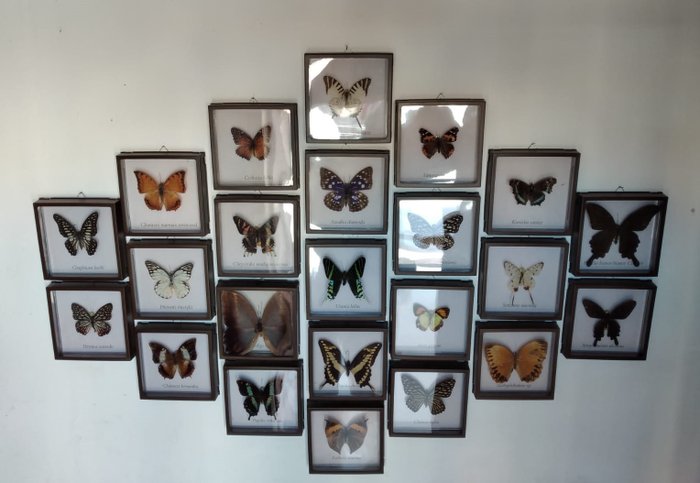 蝴蝶 標本牆壁支架 - mix farfalle - 2 cm - 12 cm - 12 cm