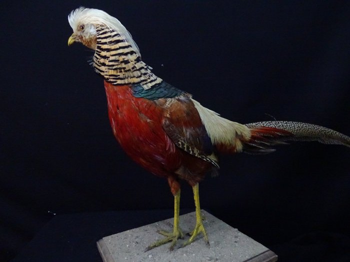 Golden, or Chinese Pheasant - Taxidermie volledige montage - Chrysolophus pictus - 75 cm - 38 cm - 20 cm - non-CITES species - 1