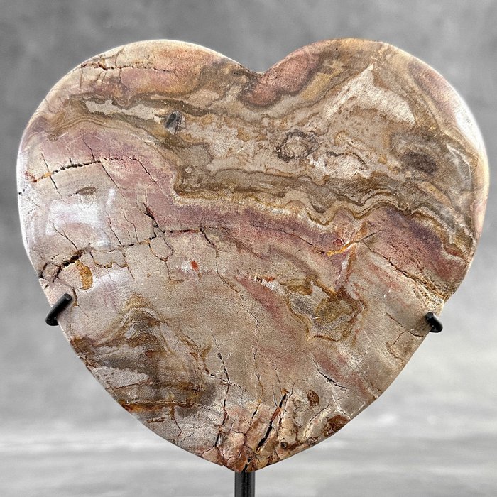 GEEN RESERVEPRIJS - Prachtig hartvormig van versteend hout op een aangepaste standaard - Gefossiliseerd hout - 19 cm - 14 cm  (Zonder Minimumprijs)