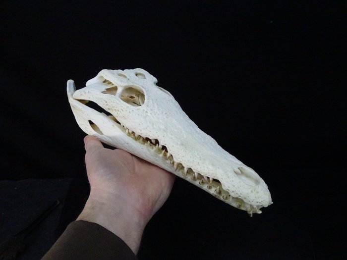 大尼羅河鱷魚 頭骨 - Crocodylus niloticus (with Import Ref.) - 0 cm - 0 cm - 32 cm- CITES 附件2 - 歐盟內附件B