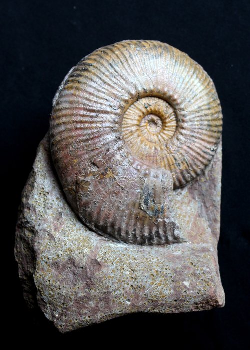 Ammonit - Versteinerte Muschel - Hammatoceras speciosum - 16 cm - 11 cm