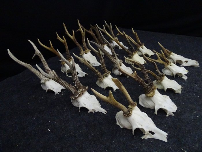 Collection de crânes de Roebuck antiques Crâne - Capreolus capreolus - 0 cm - 0 cm - 0 cm- non-CITES species -  (15)