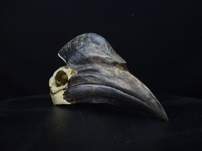 Black-casqued Hornbill Schedel - Ceratogymna atrata - 0 cm - 0 cm - 17.5 cm- Geen-CITES-soort