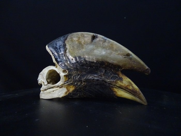 Black and white Casqued Hornbill Skull - Bycanistes subcylindricus - 0 cm - 0 cm - 18.5 cm- Non-CITES species