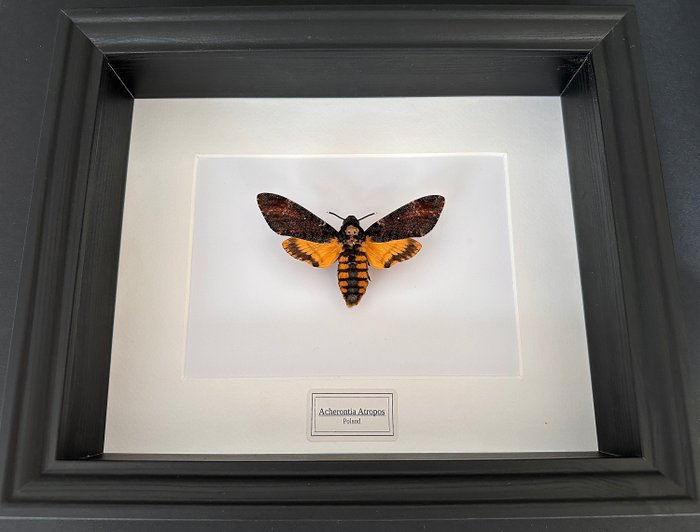 Papillon de nuit Support de corps entier pour taxidermie - Sphinx tête de mort - Acherontia Atropos Large Femelle - 23 cm - 28 cm - 6 cm - Espèces non-CITES