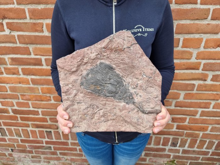 Raro fossile di giglio di mare + supporto - Crinoide - Altezza: 26 cm - Larghezza: 25.5 cm- 2510 g