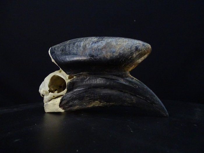 黑甲犀鸟 颅骨 - Ceratogymna atrata - 0 cm - 0 cm - 18 cm- 非《濒危物种公约》物种