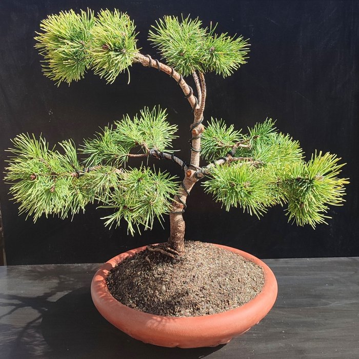 Furu bonsai (Pinus) - Høyde (tre): 46 cm - Dybde (tre): 44 cm - Japan
