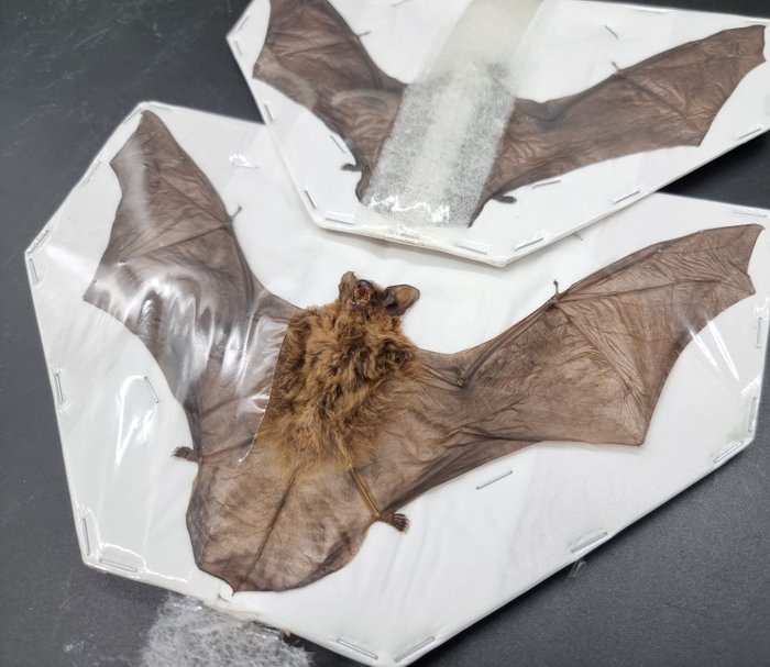 2 denevér – széttárt szárnyak Taxidermia teljes test - Pipistrellus kuhlii - 0 cm - 18 cm - 0 cm - Nem CITES-fajok