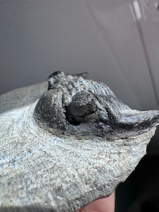 Trilobite - Fossilt fragment - 60 mm - 50 mm