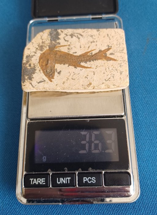 Tharsis dubius * Original fossil beinfisk * ca 151 millioner år gammel - Fossilt skjelett - Tharsis dubius - 37 mm - 58 mm