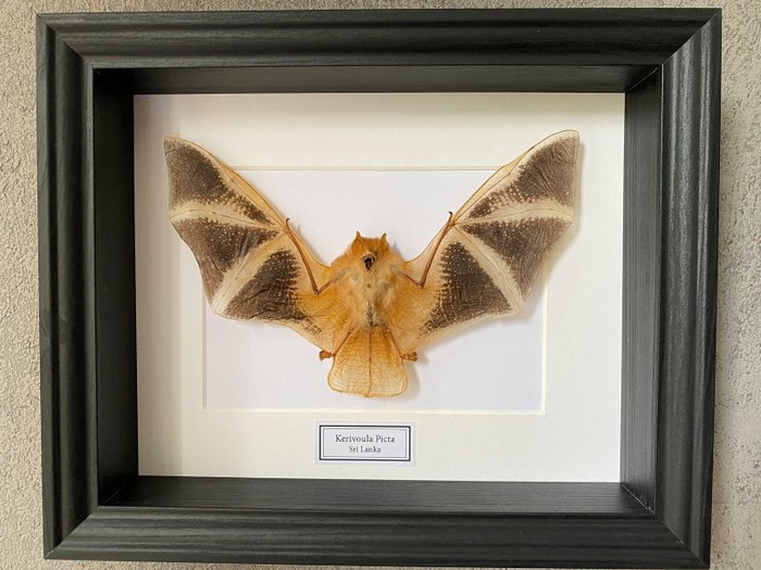 蝙蝠 標本全身支架 - Kerivoula Picta - 23 cm - 28 cm - 6 cm - 非《瀕臨絕種野生動植物國際貿易公約》物種