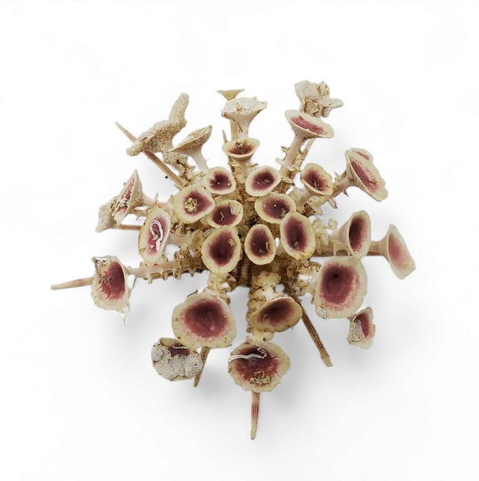 Rare sea urchin Sea shell - Goniocidaris clypeata