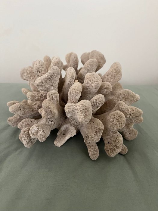 Κοράλλι Κοράλλι - Elkhoorn koraal