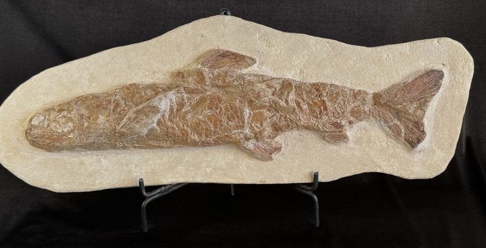 Pește Eubidectes preistoric. în formă de 3 dimensiuni pe Mother Matrix - Matrice placă fosilă - Eubidectes - 59 cm - 21 cm