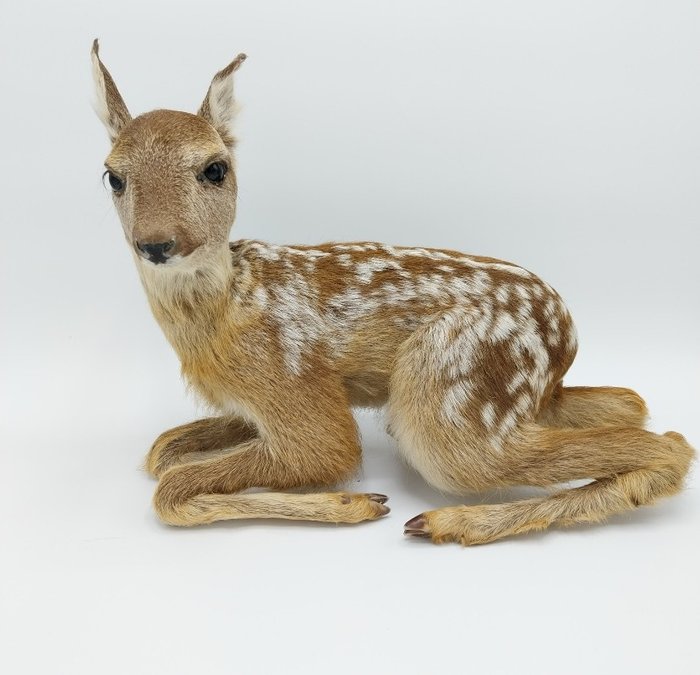 Nuori Deer Täytetyn eläimen koko kehon jalusta - Capreolus capreolus - 25 cm - 15 cm - 31 cm - Non Cites-Species - 1